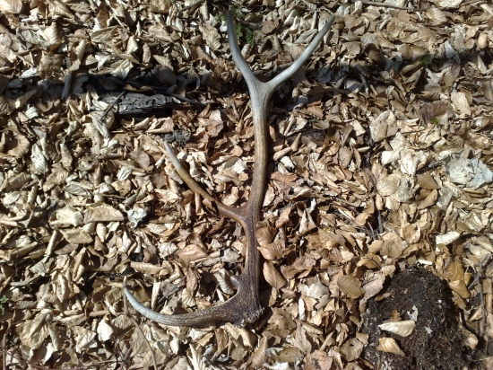 a este jeden minuloročný