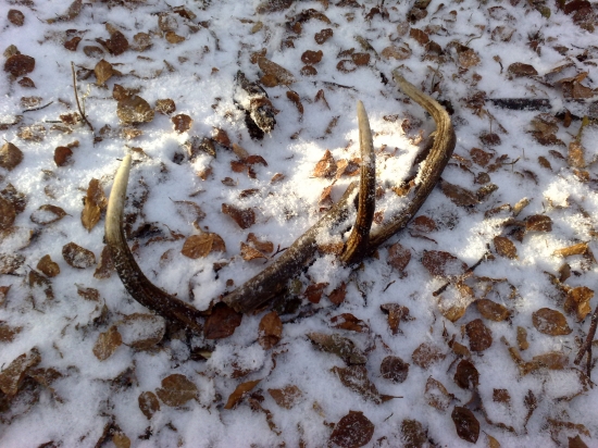 prechadzka nebola marna