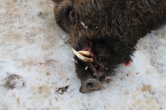 spoločná polovačka 2