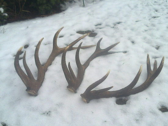 kamaratova para 2011 a pravy 2013