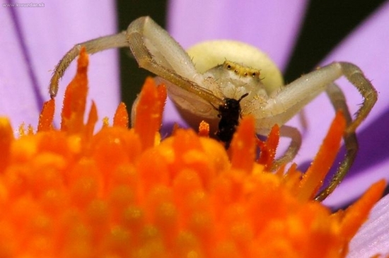 Kvetovy pavucik aj s obedom