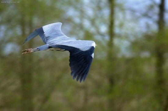 Volavka