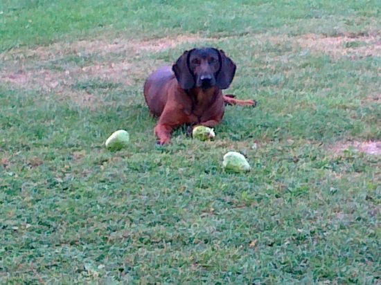 prichytený na hruškách...
