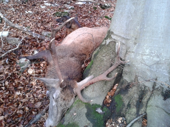 dnešná úspešná dohladávka