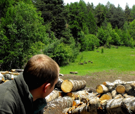 keď som pásol diviačiky.....