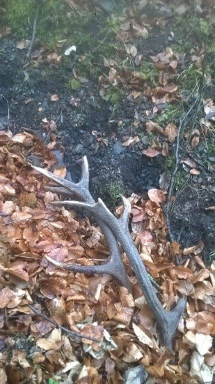 Dnešná pára 14toraka