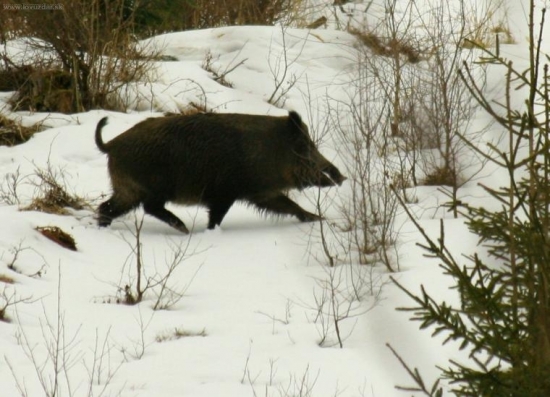 diviak na prieseku :D