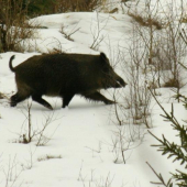 diviak na prieseku :D