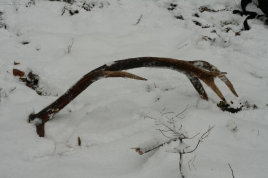 mladý nádejný dvanástorák