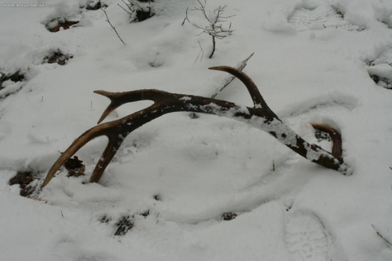 nádejný mladý dvanástorák