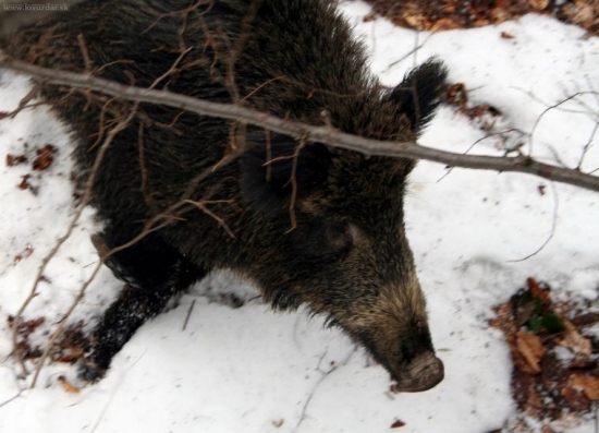 ze  tomu hovorim o chlp