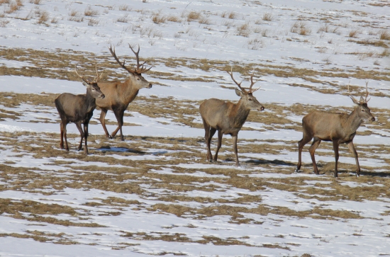 jeleňe ...4 výrady