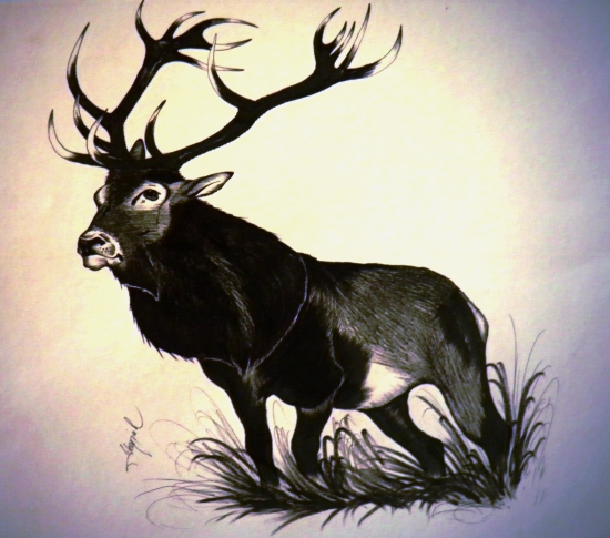 Stag