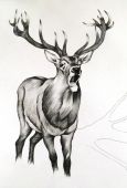 red stag rut