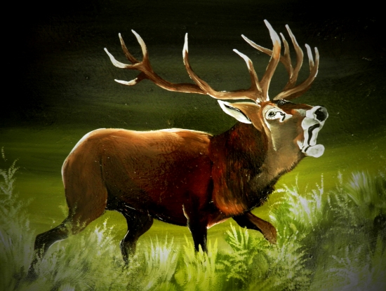 stag