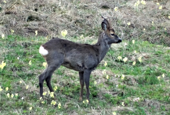 typnite vek ja hádam tak 4 roky?