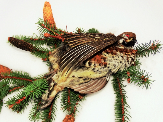 Nájdený pod elektrickým vedením lyžiarskeho stlpa...