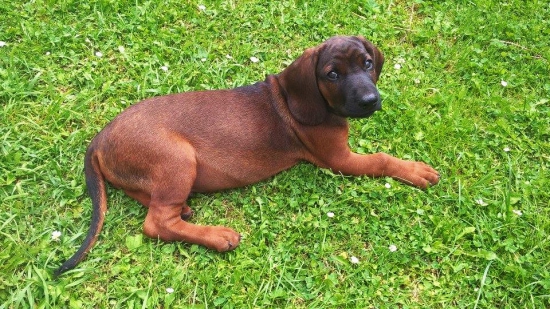 Emir z Babinej hory 2mesiace