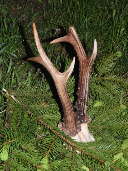 Trofej bez výstrelu