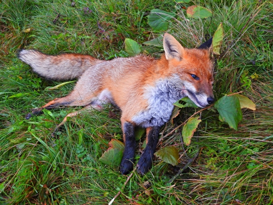 Tretia tento tyždeň...