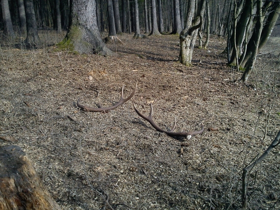 Vyvaľujúci sa desatorák