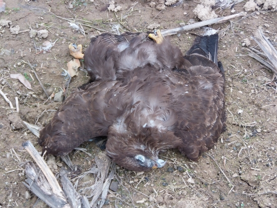 Pod stľpom vysokého napätia