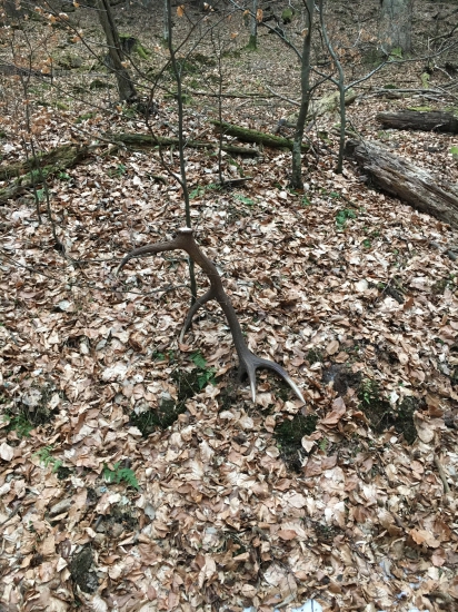 Zapichnutý kúsok šťastia