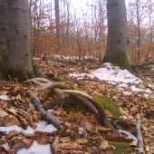 tha uz sa postastilo