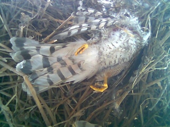 krahules uloveny sovou