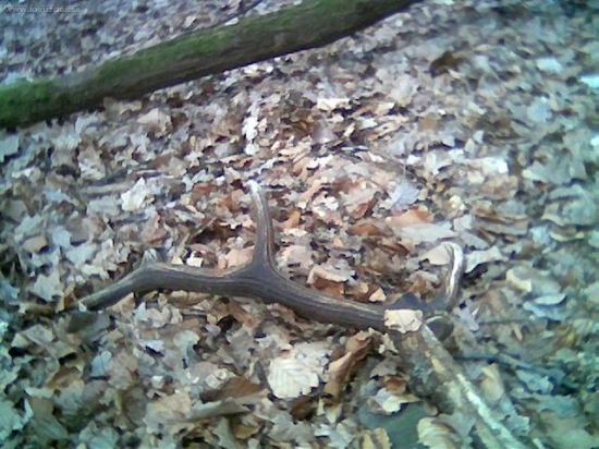 druhy toho roku,a zas minulorocny