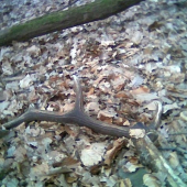 druhy toho roku,a zas minulorocny