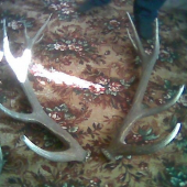 o rok skor ako id 56029