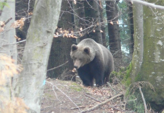 foto: podsucha
