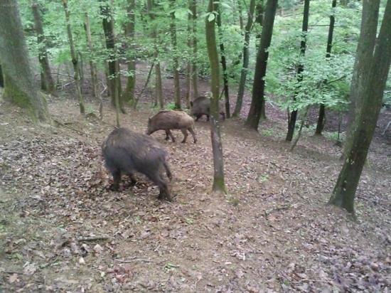 Svinka a 2 diviačatá v obore