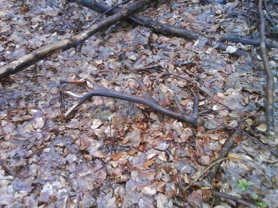 dnesne rano stary ale potesil druhy som uz predalco uz......