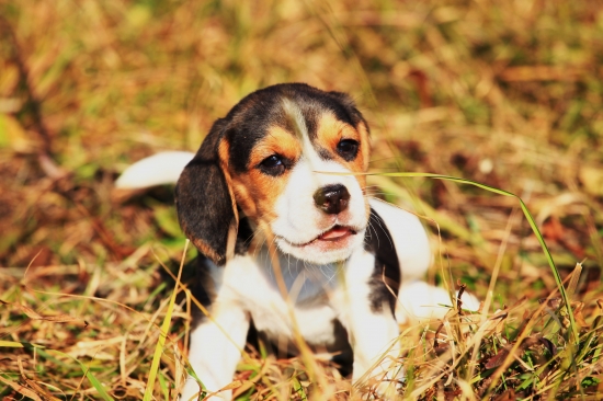 prvikrat  na prechadzke