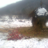 dnešne prikrmovanie