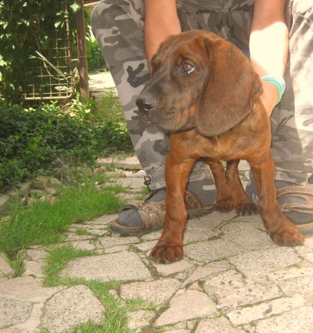 Hanoverský farbiar - Ajda