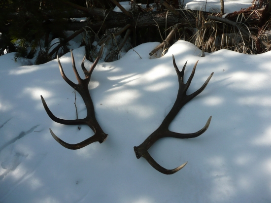 Ta to coškaj II.....