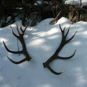 Ta to coškaj II.....