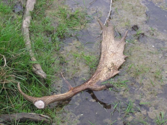 Včerejší na kališti