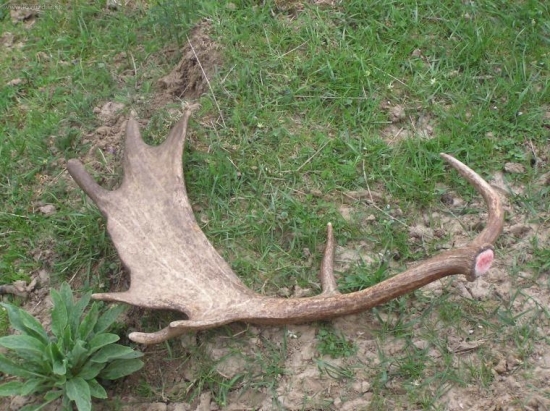 Včerejší lopaťák 2