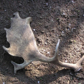 Lopata