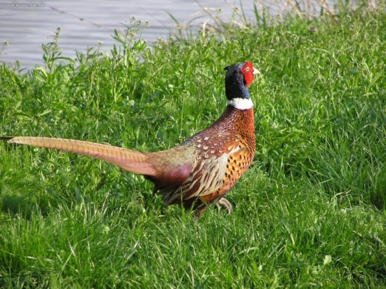 Kohout