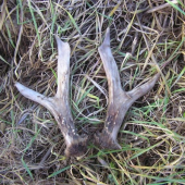 Srnčí
