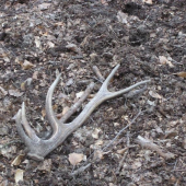 Dvanácterák z kaliště