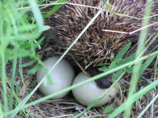 A je po bažantech !