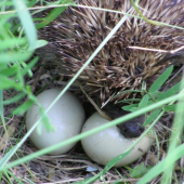 A je po bažantech !