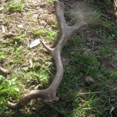 Vařečkář z obory