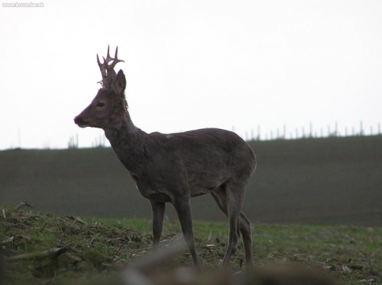 Vytloukání začalo